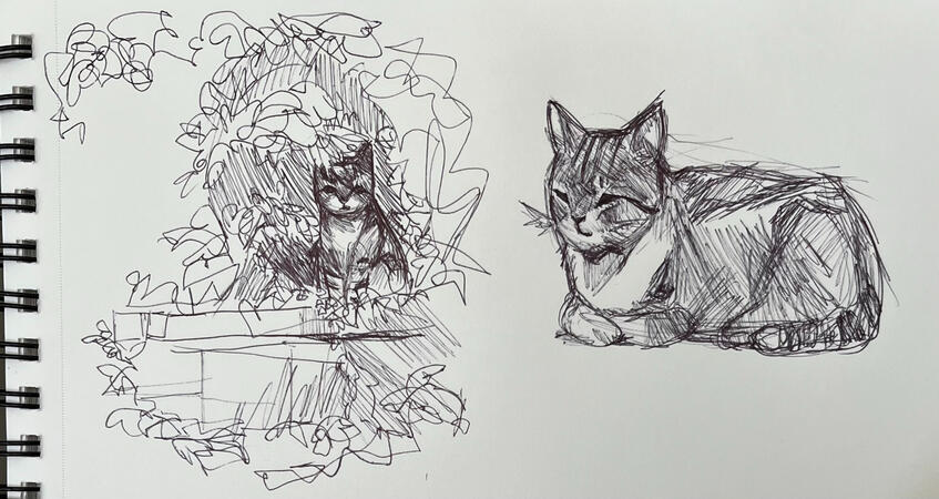 Cat pen sketches (2024)